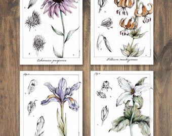Botanical Flower Illustrations Set of 4 | 8x10 Vintage Floral Nature Art Prints