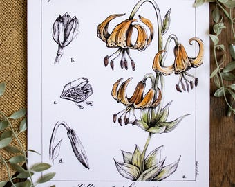 Michigan Lily Botanical Flower Illustration | 8x10 Matted Scientific Nature Art Print | Floral Vintage