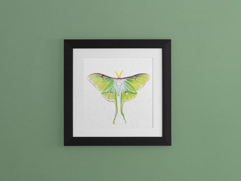 Luna Moth Colored Pencil Fine Art Print | 8x8 Insect Artwork | Signed ...