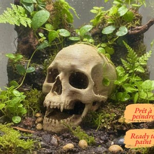 Peut inclure: Une réplique de crâne humain beige placée dans un terrarium rempli de terre sombre, de mousse verte et de diverses petites plantes à feuilles. Deux étiquettes rectangulaires orange portent le texte Prêt à peindre et Ready to paint.