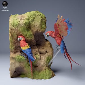 Peut inclure: Deux aras rouges, bleus et jaunes perchés sur un rocher recouvert de mousse verte. L'ara de droite a les ailes déployées. L'ara de gauche est perché sur le rocher. Le rocher est brun et a une texture rugueuse.