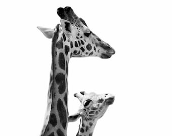 Giraffe Photo - Mother and Baby Giraffe - Black and White  Animal Print