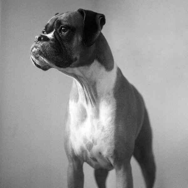 Boxer Dog Photo - Square Black and White Photography Print - Dog Wall Art