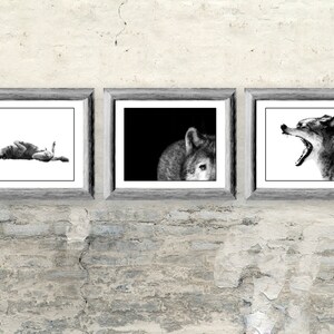 Op de afbeelding: Drie zwart-witte ingelijste prints van wolfillustraties. De eerste print toont een wolf die op zijn rug ligt. De tweede print toont het hoofd van een wolf in profiel. De derde print toont een wolf met zijn bek open, alsof hij huilt.