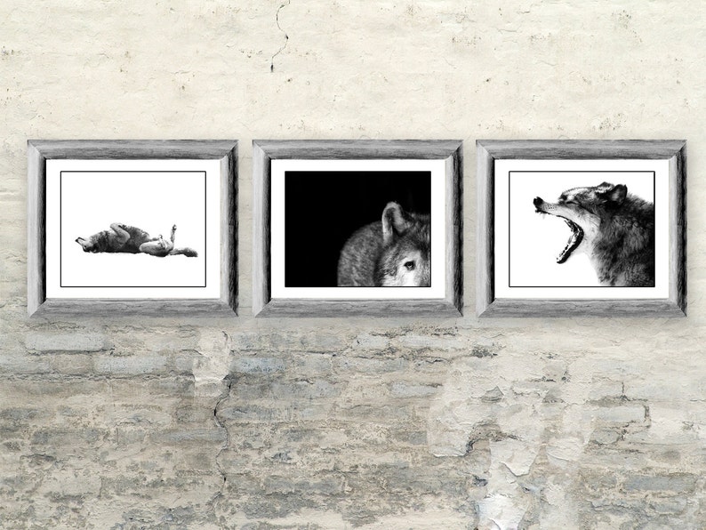 Op de afbeelding: Drie zwart-witte ingelijste prints van wolfillustraties. De eerste print toont een wolf die op zijn rug ligt. De tweede print toont het hoofd van een wolf in profiel. De derde print toont een wolf met zijn bek open, alsof hij huilt.