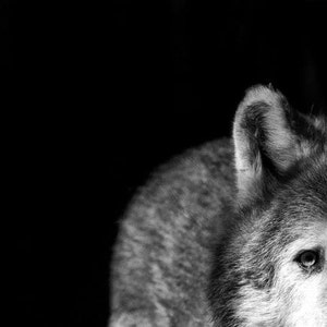 Op de afbeelding: Een zwart-witfoto van een wolfskop en schouder, waarbij alleen de rechterkant van het gezicht zichtbaar is. Het oog van de wolf is zichtbaar en de vacht is zacht en pluizig.