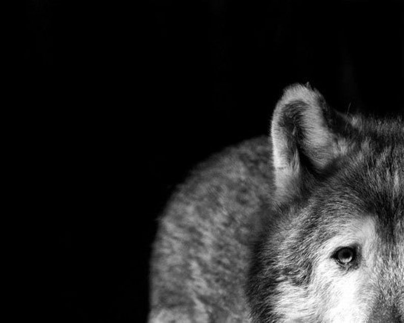 Op de afbeelding: Een zwart-witfoto van een wolfskop en schouder, waarbij alleen de rechterkant van het gezicht zichtbaar is. Het oog van de wolf is zichtbaar en de vacht is zacht en pluizig.