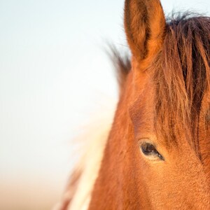 Wild Horse Photograph - Color or Black and White Horse Equine Wall Art