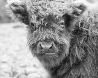 Baby Hairy Cow Photo - Scottish Highland Cattle - Black and White Farm Animal  Print