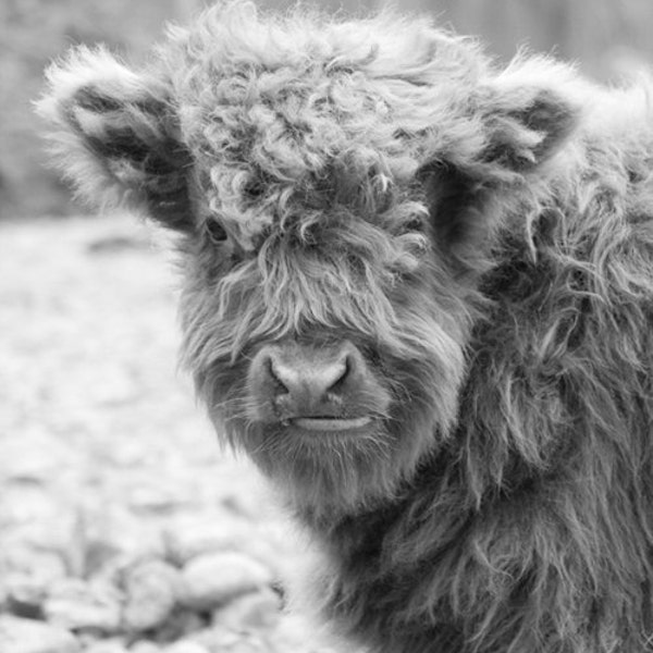 Baby Hairy Cow Photo - Scottish Highland Cattle - Black and White Farm Animal  Print