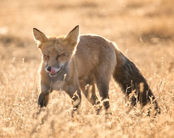 Red Fox Photo - Vos likt zijn lippen print