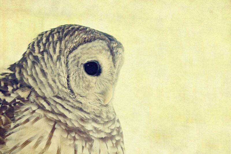 Owl  Photo - Lovely Lucy - Bird  Photo Fine Art Print