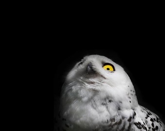 May include: A snowy owl with white and black feathers, looking up with bright yellow eyes against a black background.