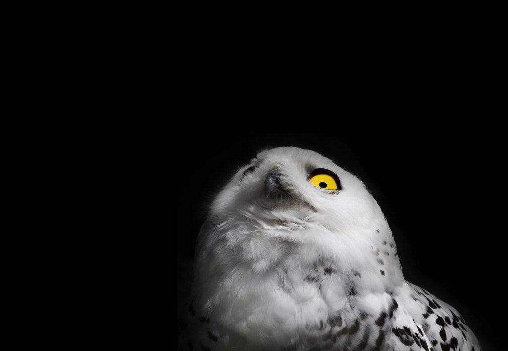 Snowy Owl Eye -  Black and White Bird Photography Print - Minimal Animal Art - Black Background