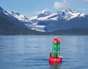 Lions de mer dans la baie de Auke, Alaska - Glaciers Photo Print