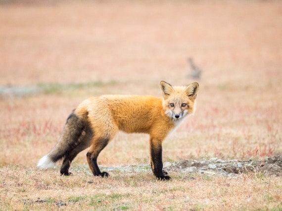 Fox Kit Wild Baby Rotfuchs Fotografie Druck Fuchs Art Etsy