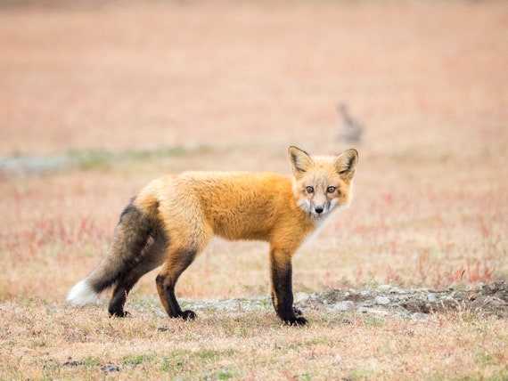 Fox Kit Sauvage Bebe Renard Roux Photographie Estampe Art Etsy