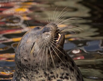 Smiling Seal Photograph - Harbor Seal at Fisherman's Wharf Print