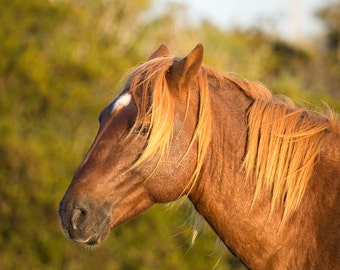 Wild Horse Photo -  Color Horse Head Photography Decor