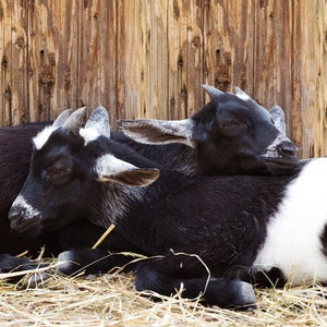Photo De Bebe Chevre Couleur Ou Noir Et Blanc Impression De Etsy