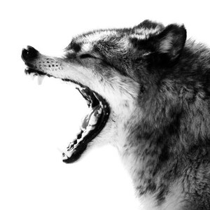 Wolf Photo Intense Gray Wolf Portrait Wall Art image 1