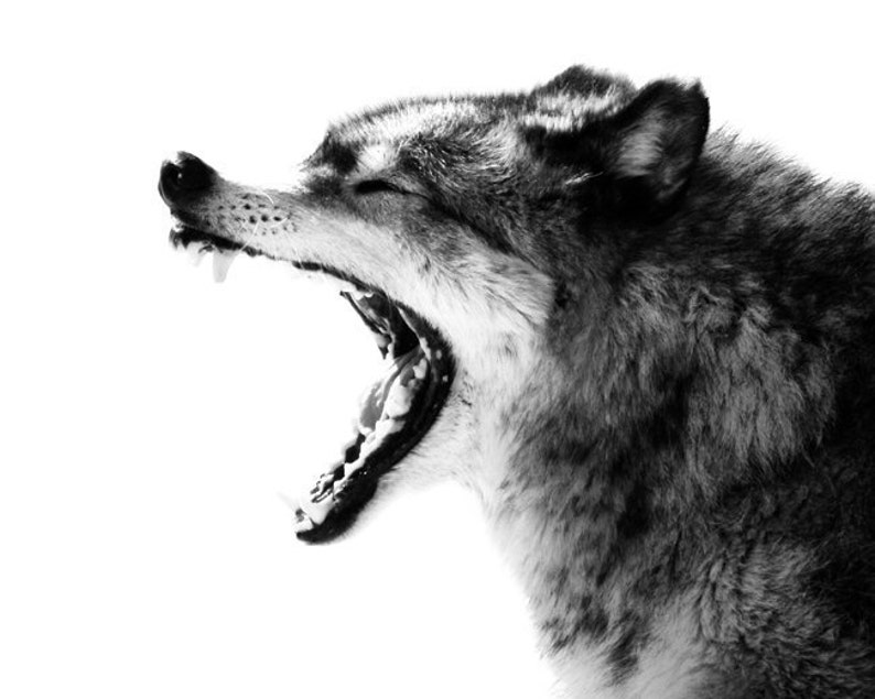 Op de afbeelding: Een zwart-witfoto van een wolf die huilt met zijn bek wijd open. De vacht van de wolf is dik en pluizig, en zijn tanden zijn scherp.