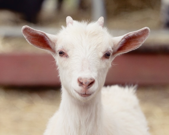 Photo De Bebe Chevre Couleur Ou Noir Et Blanc Impression De Etsy