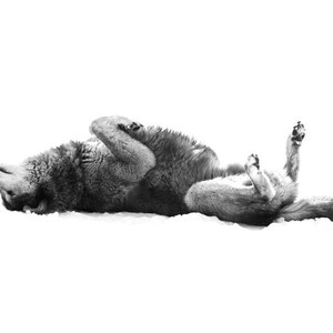 Op de afbeelding: Een zwart-witfoto van een wolf die op zijn rug in de sneeuw ligt met zijn poten in de lucht.