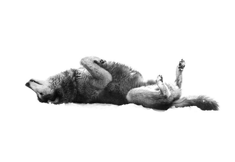 Op de afbeelding: Een zwart-witfoto van een wolf die op zijn rug in de sneeuw ligt met zijn poten in de lucht.