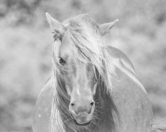 Wild Horse of Assateague Island Photo - Black and White Minimal Animal Photo Print