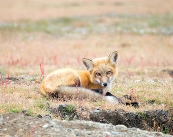 Red Fox Kit - Wild Fox Photography Print - Fox Art