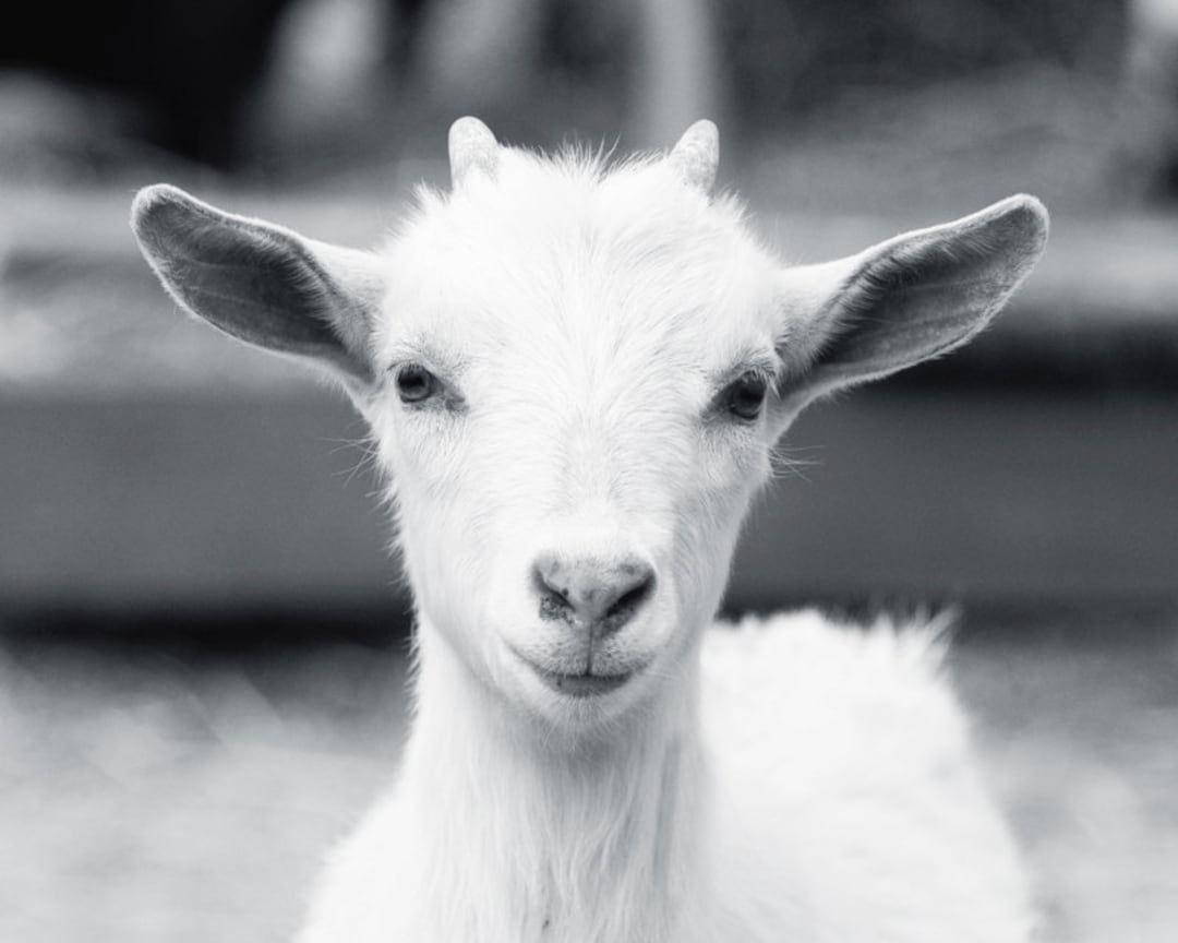 Buy Baby Goat Photo Color or Black and White Farm Animal Online in India - Etsy Buy Baby Goat Photo Color or Black and White Farm Animal Online in India - Etsy