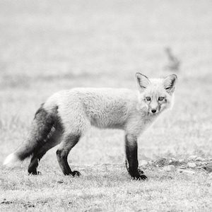 Fox Kit - Wild Baby Red Fox Photography Print - Fox Art
