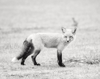以下が含まれることがあります： 草むらの中に立っているキツネの白黒写真。キツネはカメラを見つめている。