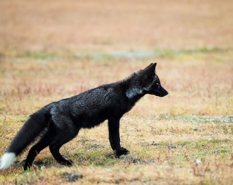 Black Fox Kit Photography Print