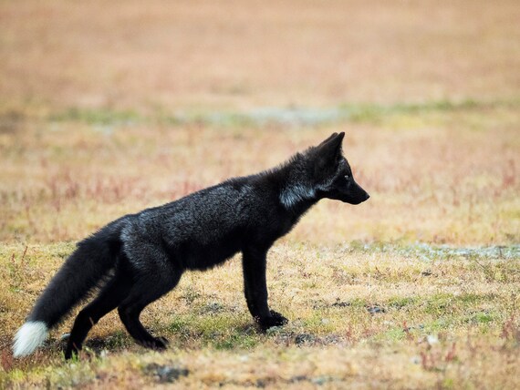 Black Fox Kit Photography Print