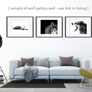 Wolf Photo Gray Wolf Art Black and White Animal Print image 3