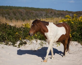 Horse on Beach Photograph - Color Horse Equine Photography Decor