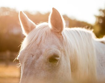 以下が含まれることがあります： 太陽の光に包まれた、目を閉じている白い馬の顔のクローズアップ。馬のたてがみと毛並みは柔らかくふわふわで、太陽が毛を照らしています。