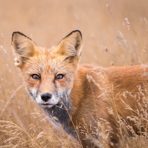 Fox Photo Wild Red Fox in Field Photography Print