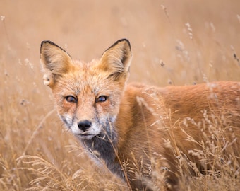 Fox Photo Wild Red Fox in Field Photography Print