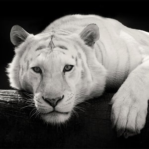 White Tiger Photo - Black and White Tiger Print - Minimal Animal Art