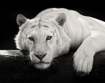 White Tiger Photo - Black and White Tiger Print - Minimal Animal Art