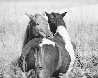 以下が含まれることがあります： 背の高い草のフィールドに立っている2頭の馬。手前の馬は茶色と白で、奥の馬は茶色と黒です。馬はお互いに鼻をすり寄せています。