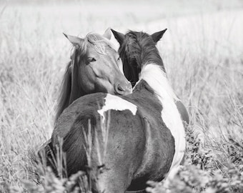 Wild Horses Hugging Photo - Black and White Horse Equine Photography Print