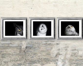 Owl Photos Gift Set - Three Black and White Owl Prints