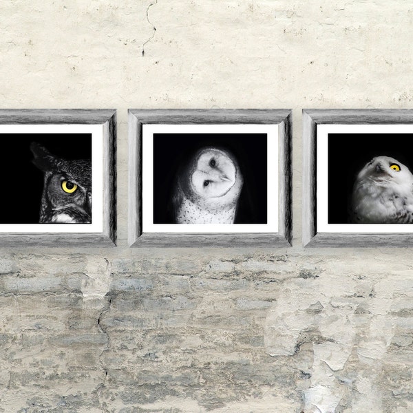 Owl Photos Gift Set - Three Black and White Owl Prints