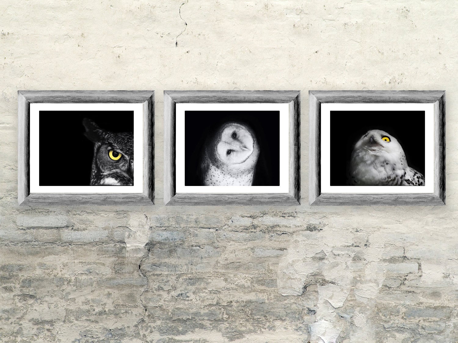 Owl Photos Gift Set - Three Black and White Owl Prints
