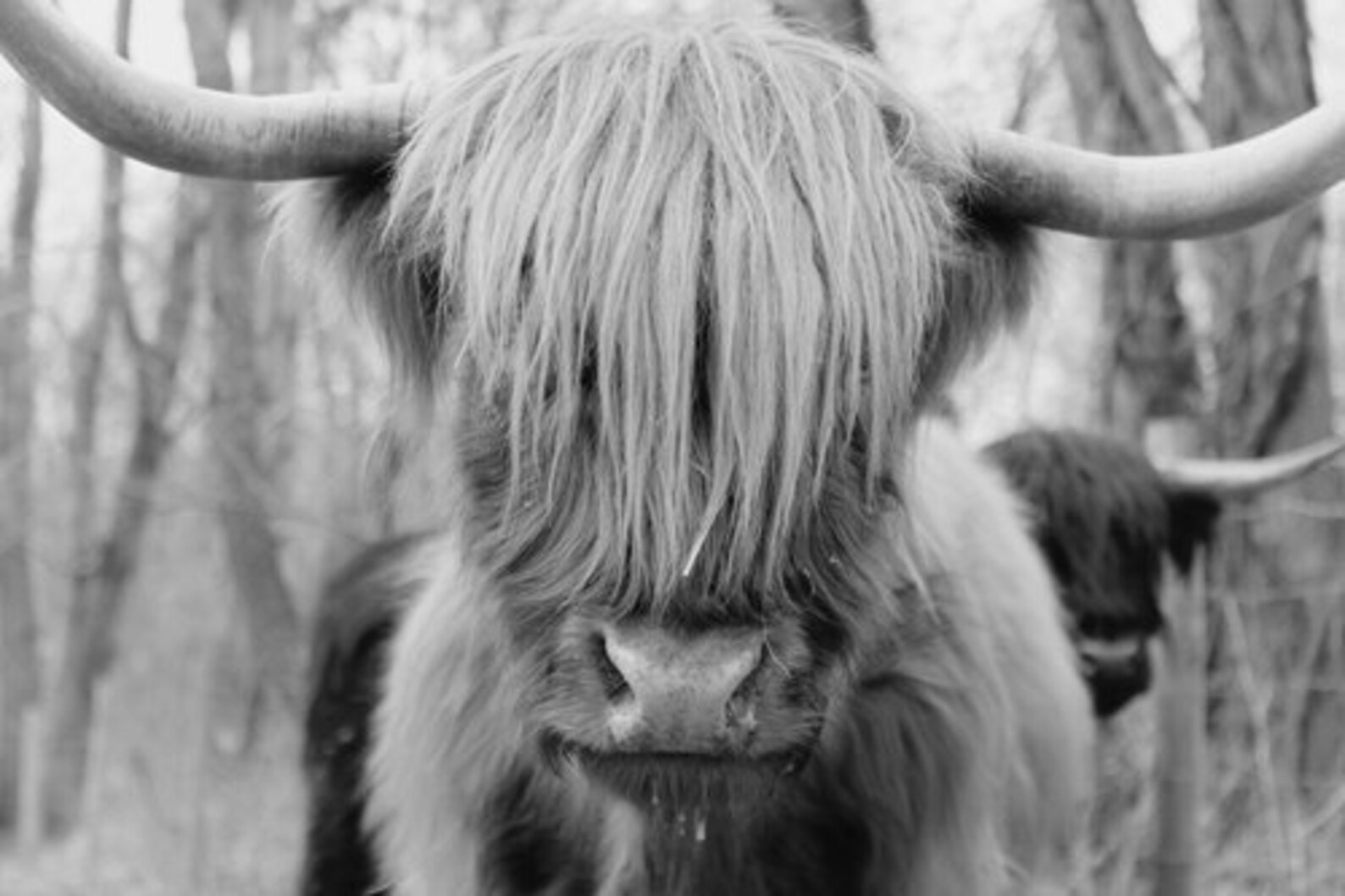 scottish highland cow scottish highland cow