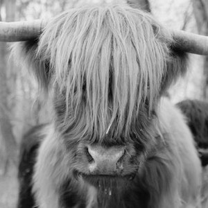 Bebe Poilu Vache Noir Et Blanc Photo Scottish Highland Etsy